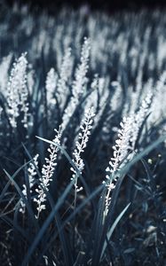 Preview wallpaper grass, bloom, white, plants