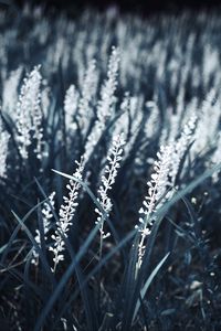 Preview wallpaper grass, bloom, white, plants