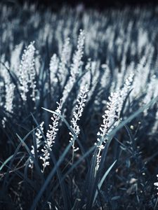 Preview wallpaper grass, bloom, white, plants