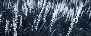Preview wallpaper grass, bloom, white, plants