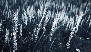 Preview wallpaper grass, bloom, white, plants