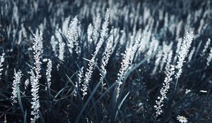 Preview wallpaper grass, bloom, white, plants