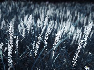 Preview wallpaper grass, bloom, white, plants