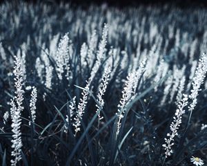 Preview wallpaper grass, bloom, white, plants