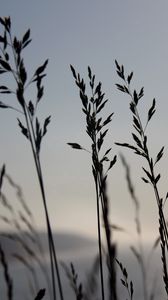 Preview wallpaper grass, blue, sky, night, wind