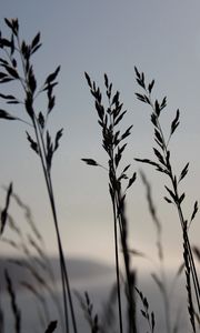 Preview wallpaper grass, blue, sky, night, wind