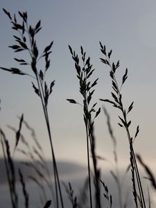 Preview wallpaper grass, blue, sky, night, wind