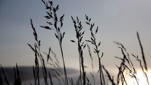 Preview wallpaper grass, blue, sky, night, wind