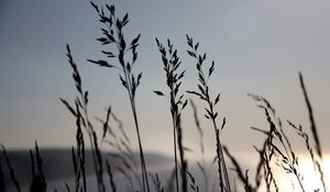 Preview wallpaper grass, blue, sky, night, wind