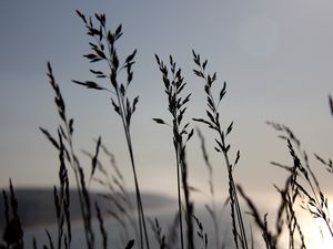 Preview wallpaper grass, blue, sky, night, wind