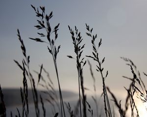 Preview wallpaper grass, blue, sky, night, wind