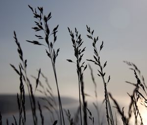 Preview wallpaper grass, blue, sky, night, wind