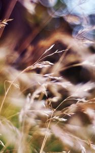 Preview wallpaper grass, blur, box, bright