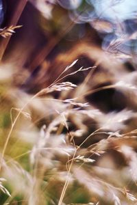 Preview wallpaper grass, blur, box, bright