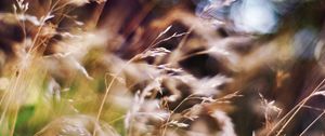 Preview wallpaper grass, blur, box, bright