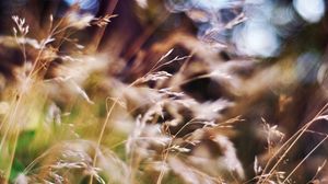 Preview wallpaper grass, blur, box, bright