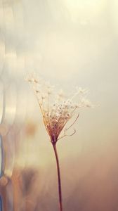 Preview wallpaper grass, blur, branch, dry, white, fence