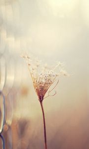 Preview wallpaper grass, blur, branch, dry, white, fence