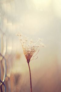 Preview wallpaper grass, blur, branch, dry, white, fence