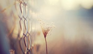 Preview wallpaper grass, blur, branch, dry, white, fence