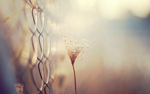 Preview wallpaper grass, blur, branch, dry, white, fence