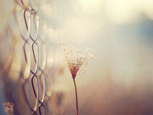 Preview wallpaper grass, blur, branch, dry, white, fence