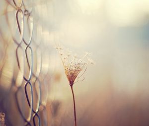 Preview wallpaper grass, blur, branch, dry, white, fence