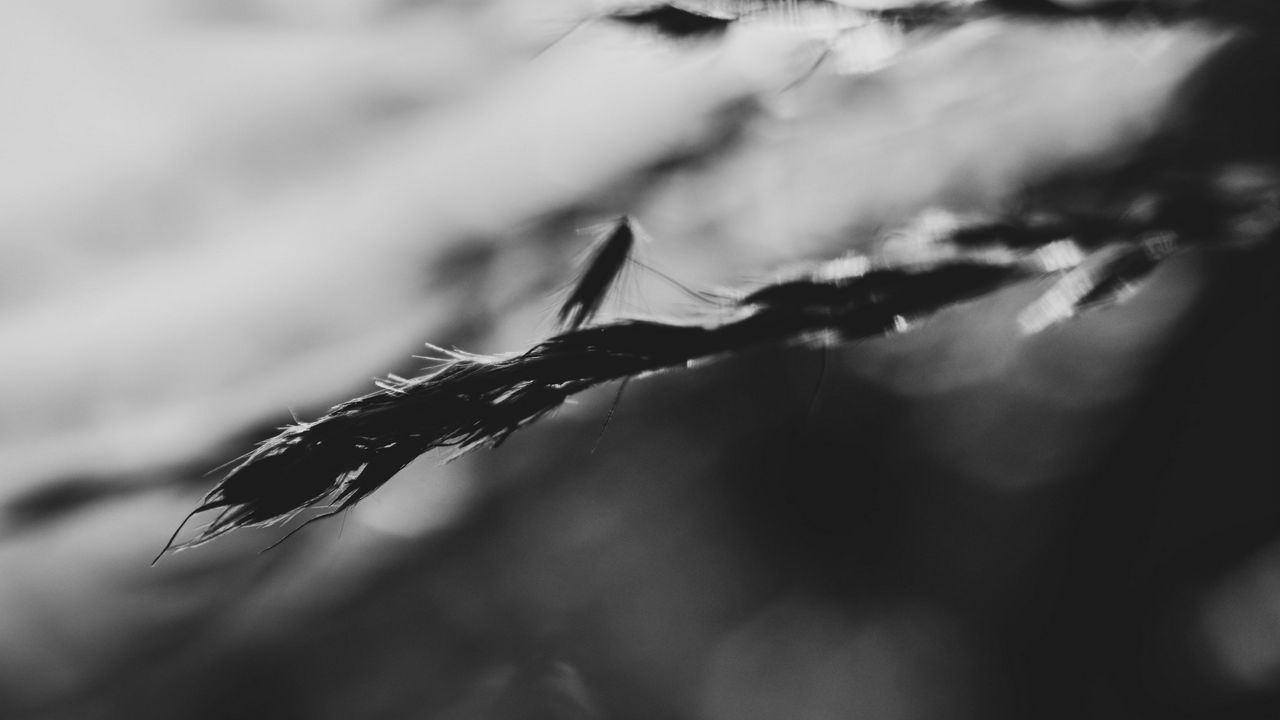 Wallpaper grass, blur, dark, bw