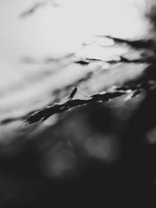 Preview wallpaper grass, blur, dark, bw