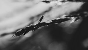 Preview wallpaper grass, blur, dark, bw