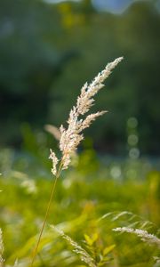 Preview wallpaper grass, blur, dried flowers