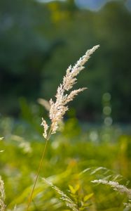 Preview wallpaper grass, blur, dried flowers