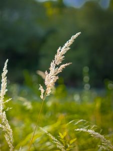 Preview wallpaper grass, blur, dried flowers