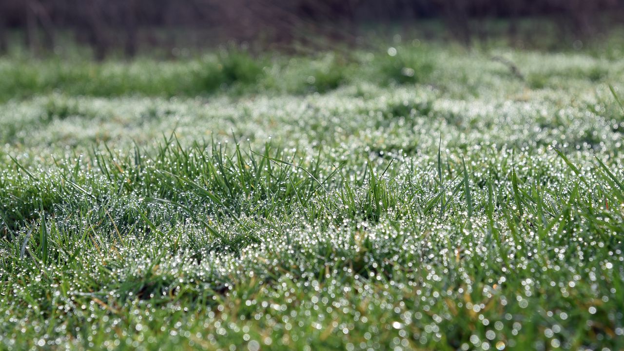 Wallpaper grass, blur, drops, dew, macro