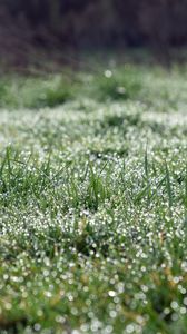 Preview wallpaper grass, blur, drops, dew, macro