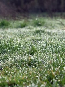 Preview wallpaper grass, blur, drops, dew, macro