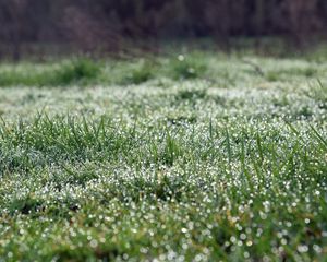 Preview wallpaper grass, blur, drops, dew, macro