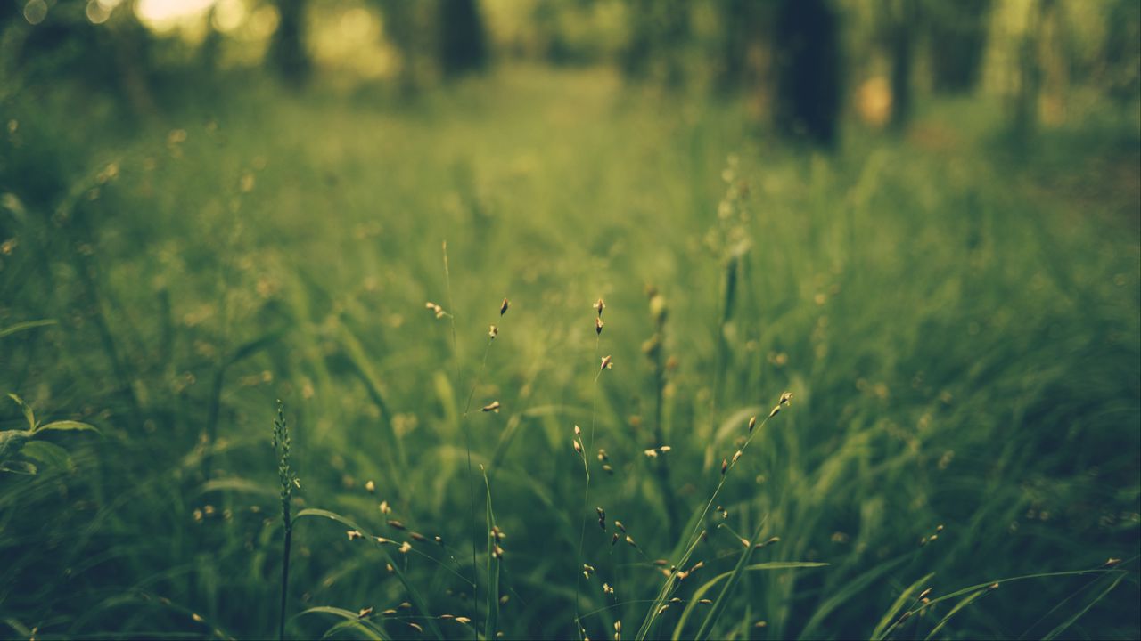 Wallpaper grass, blur, field