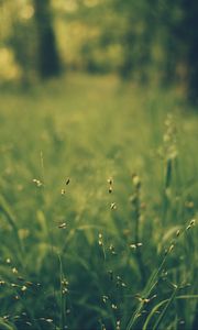 Preview wallpaper grass, blur, field