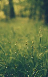 Preview wallpaper grass, blur, field