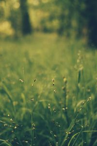 Preview wallpaper grass, blur, field
