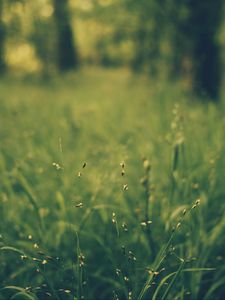 Preview wallpaper grass, blur, field