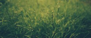 Preview wallpaper grass, blur, field