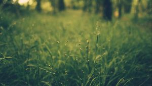 Preview wallpaper grass, blur, field