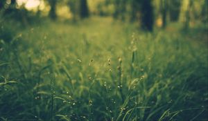 Preview wallpaper grass, blur, field