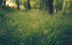 Preview wallpaper grass, blur, field