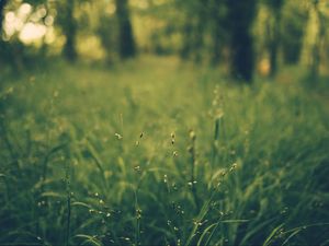 Preview wallpaper grass, blur, field