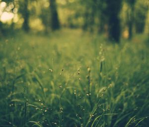 Preview wallpaper grass, blur, field