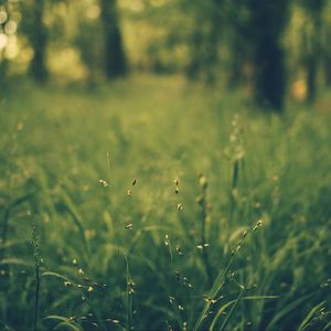 Preview wallpaper grass, blur, field