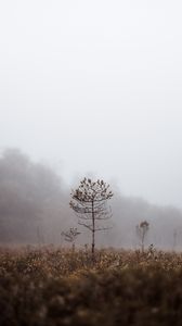 Preview wallpaper grass, blur, fog, macro, branches